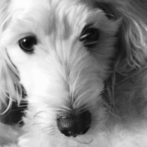 Meet your Posher, Venus